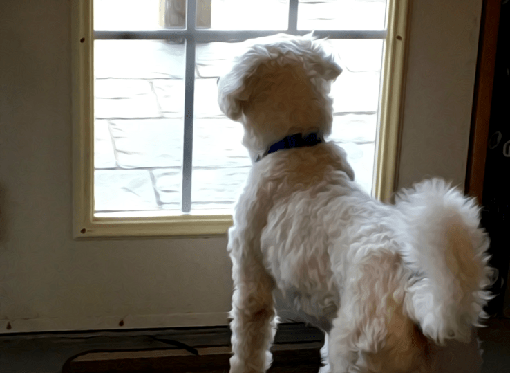 Our dog, Prince, ready for any rabbits that dare to come into our backyard.